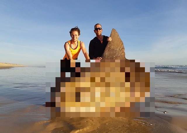 Рыбаки из Австралии обнаружили на мелководье крайне редкую рыбу-солнце