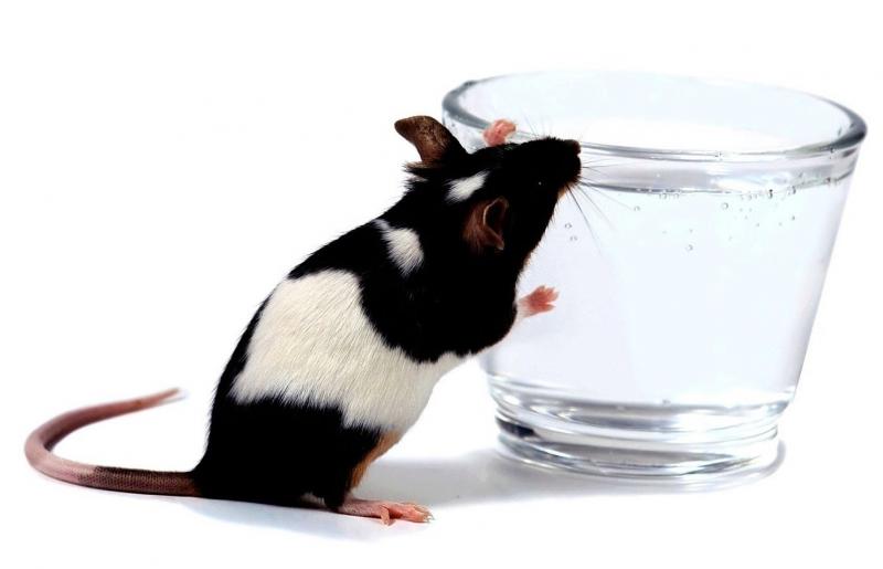 Ученые избавили крыс от алкоголизма лазером