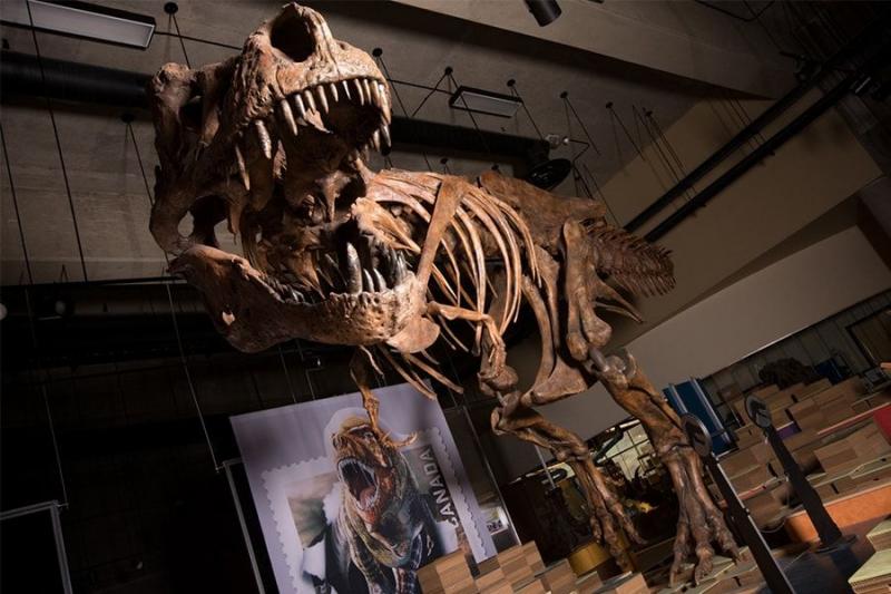 Палеонтологи сообщили об открытии самого крупного тираннозавра рекса