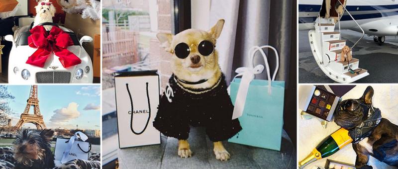 Rich Dogs Of Instagram: когда собаки живут лучше, чем многие люди