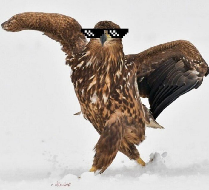 Гордый орел стал главным героем битвы фотошоперов (12 фото)