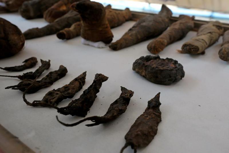 В Египте нашли гробницу с мумиями мышей и птиц (10 фото)