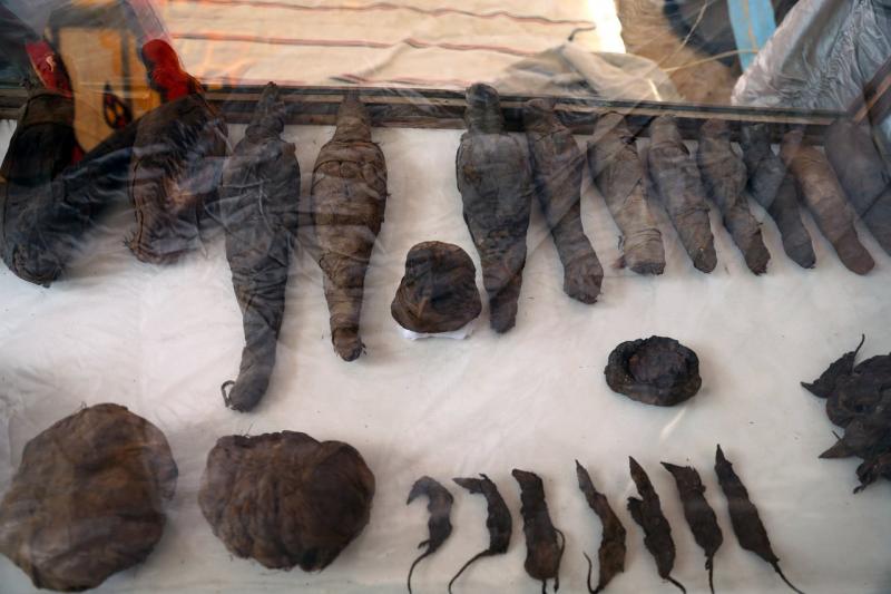 В Египте нашли гробницу с мумиями мышей и птиц (10 фото)