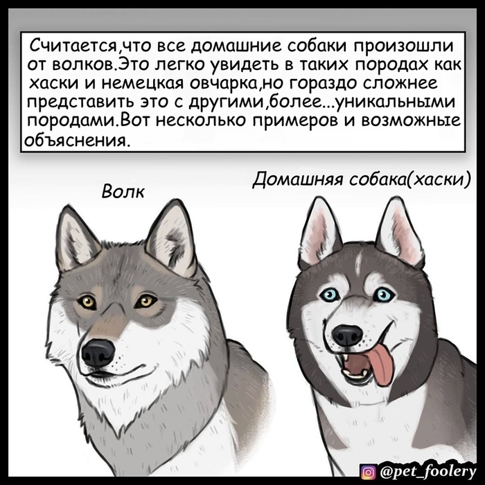 Волк и собаки