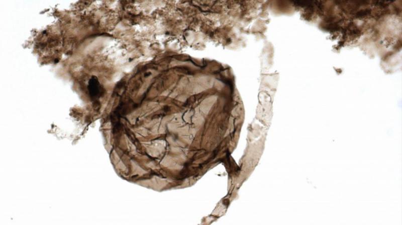 Обнаружены грибы возрастом миллиард лет