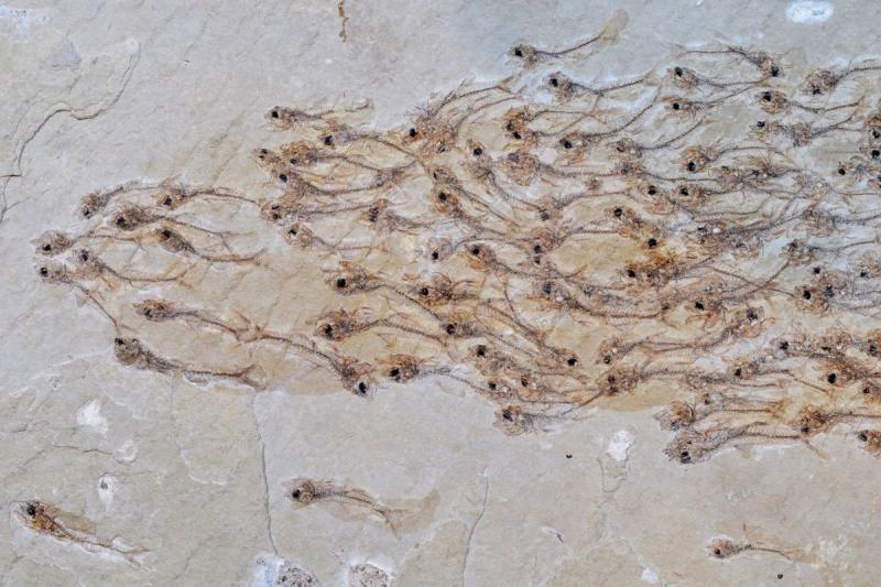 Ученые нашли уникальную окаменелость со стаей рыб, живших более 50 миллионов лет назад