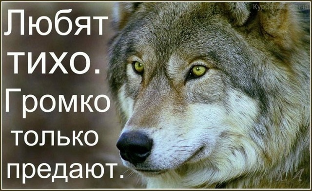 "Пацанская народная мудрость" и цитаты про волков