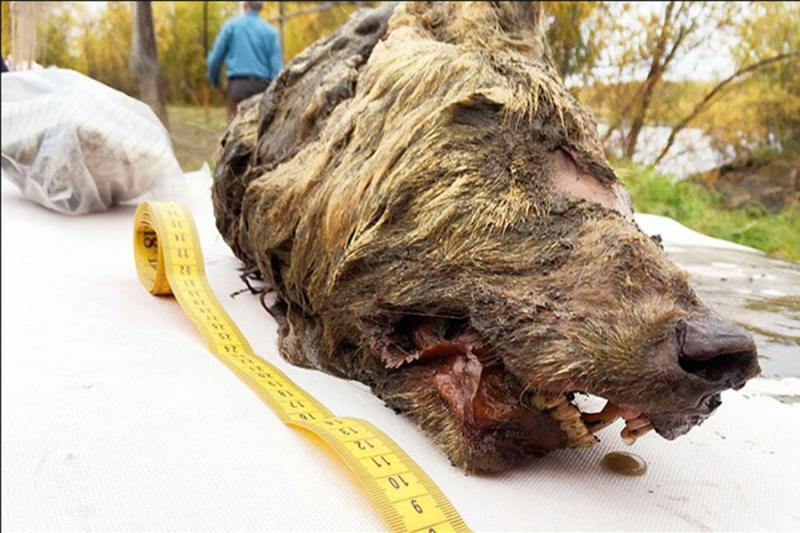 В Якутии нашли голову волка возрастом 40 тысяч лет