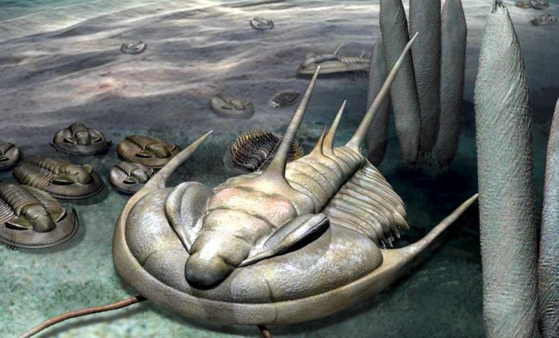 В Австралии обнаружили останки гигантского трилобита