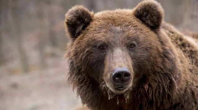 В России в медвежьей берлоге был найден живым мужчина