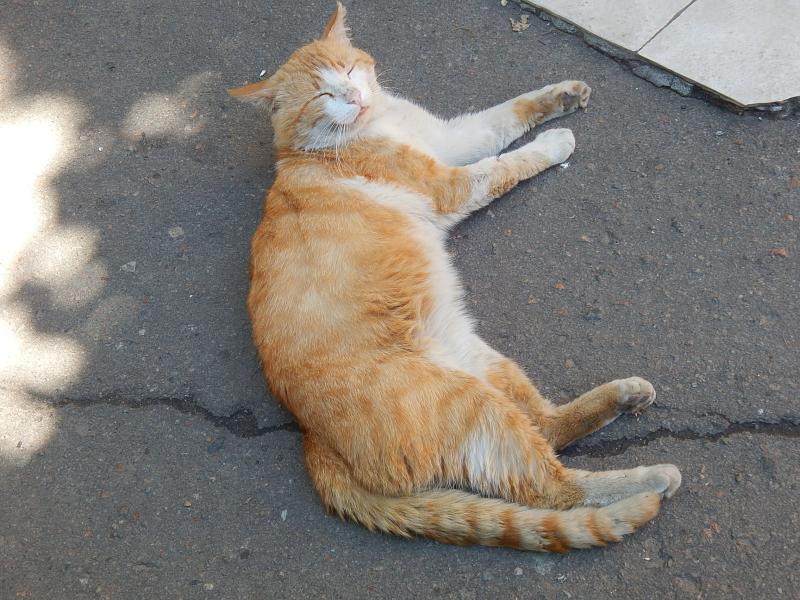 Львов стал первым городом в мире, где посчитали всех уличных котов