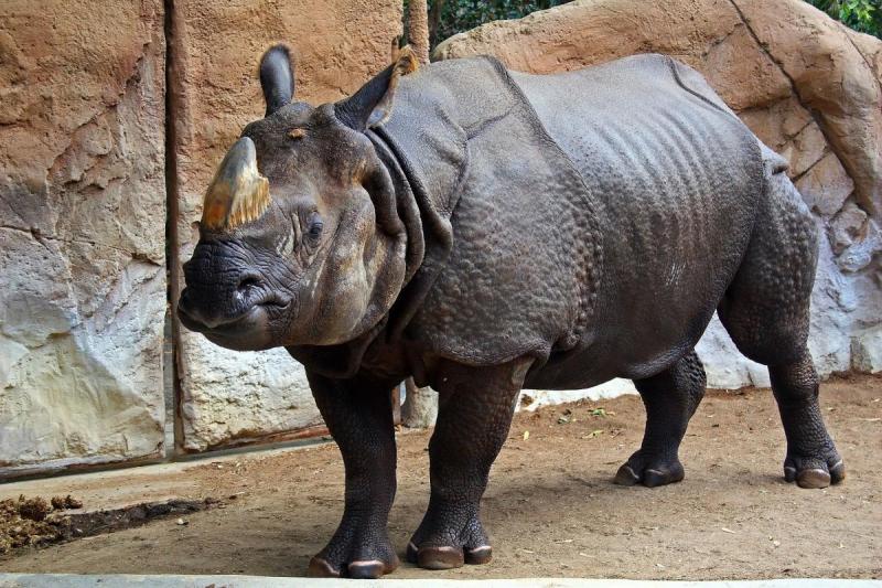 В Нидерландах молодому носорогу привезли зрелых самок для обучения искусству спаривания