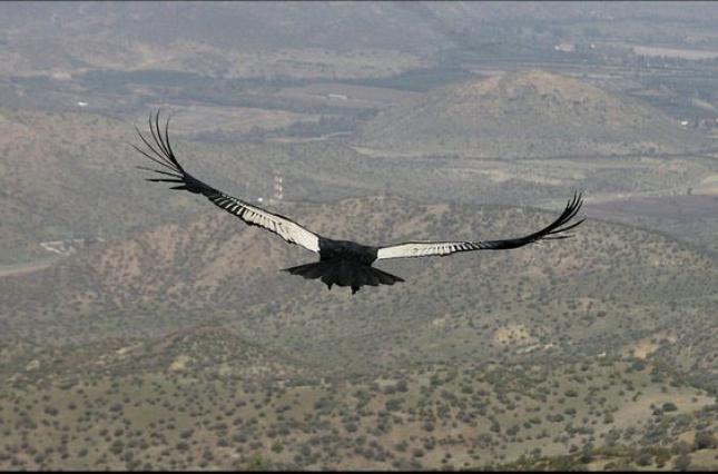 Темные перья помогают птицам лучше летать