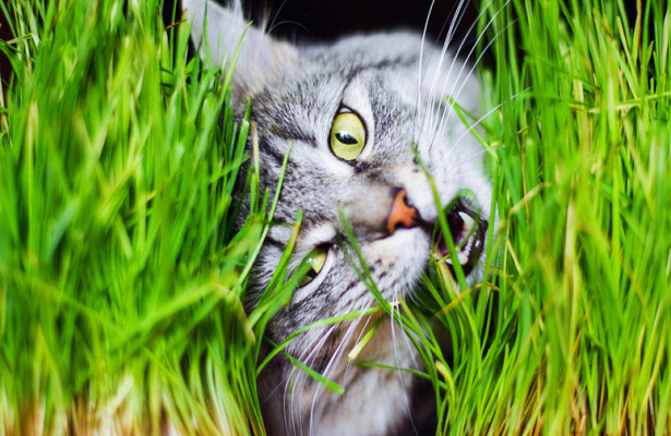 Ученые выяснили, почему кошки едят траву