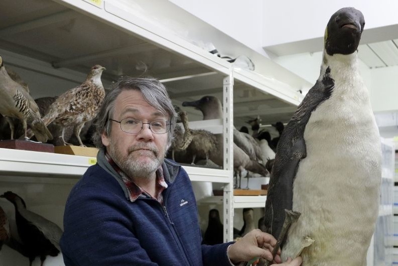 В Новой Зеландии нашли останки древнего пингвина размером с человека