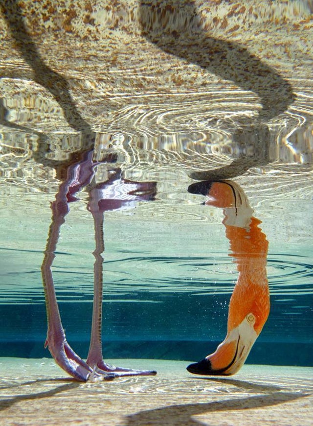 Фламинго под водой