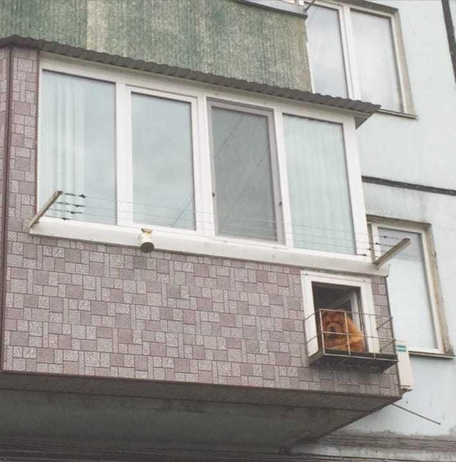 Персональный балкон для чау-чау