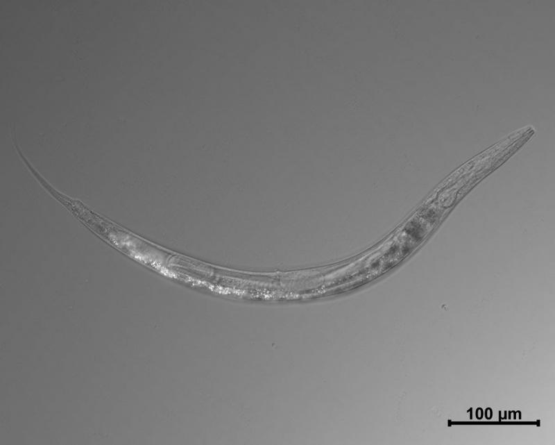 Обнаружены странные черви с тремя полами