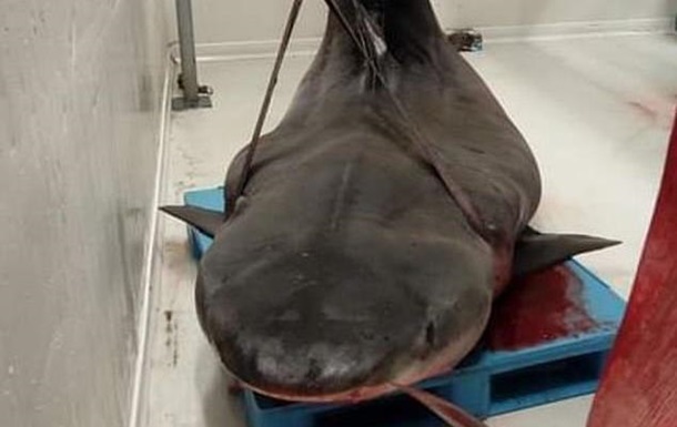 Во Франции в желудке акулы нашли руку туриста