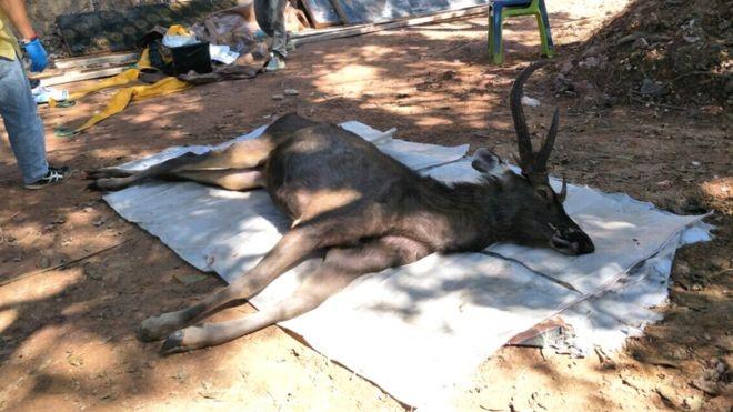 Трусы и перчатки: в Таиланде в желудке мертвого оленя нашли семь килограммов мусора