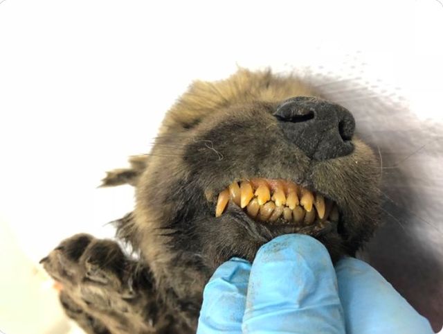 В Якутии найдена голова доисторического волка в идеальной 