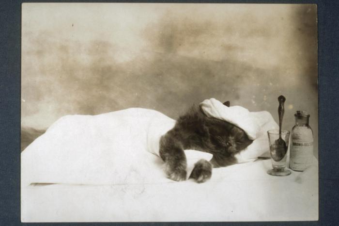 Один из первых котомемов, 1903 год, США
