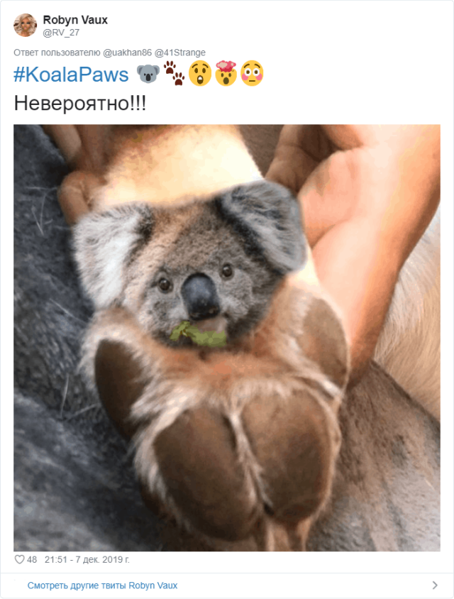 Пользователи Твиттера разгадали тайну подушечек на собачьих лапах