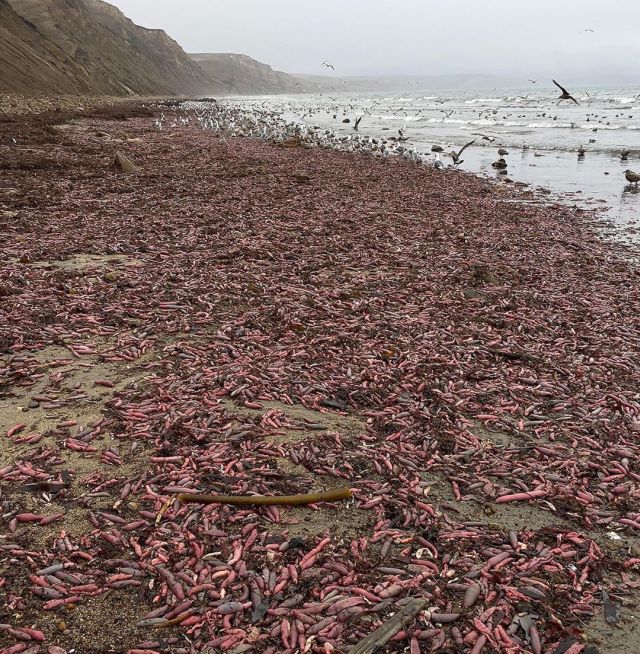 Пляжи Калифорнии заполонили "рыбы-пенисы"