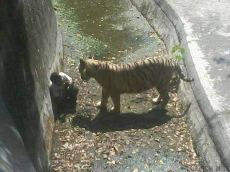 10 жутких историй, связанных с походом в зоопарк