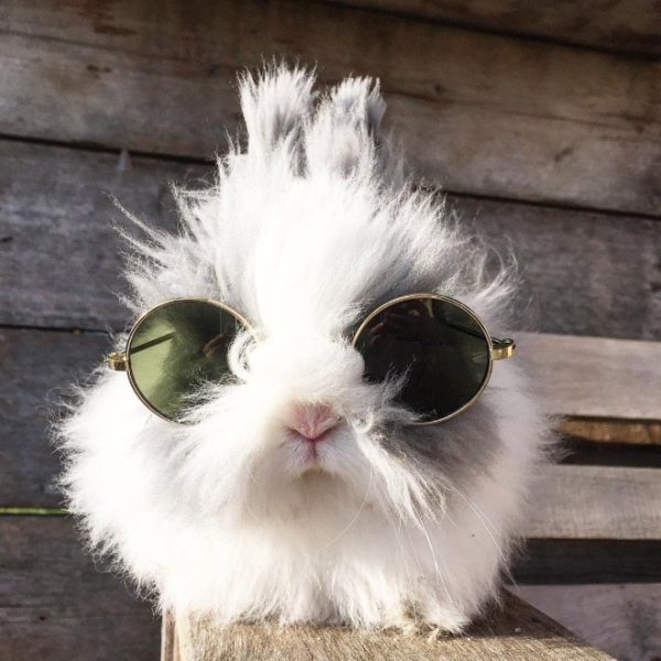 Кролики в очках (28 фото)