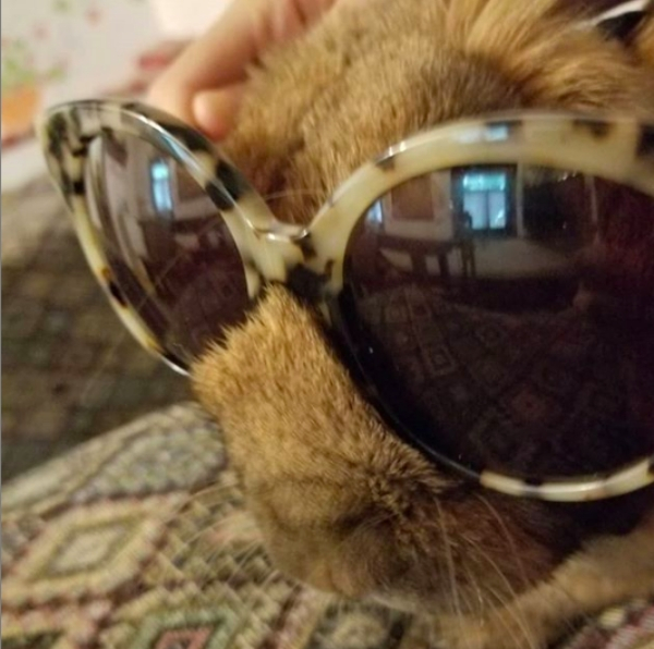Кролики в очках (28 фото)