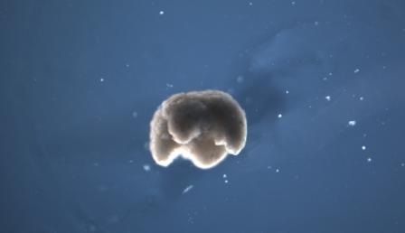 Ученые впервые создали «живых роботов» — из клеток лягушачьих эмбрионов