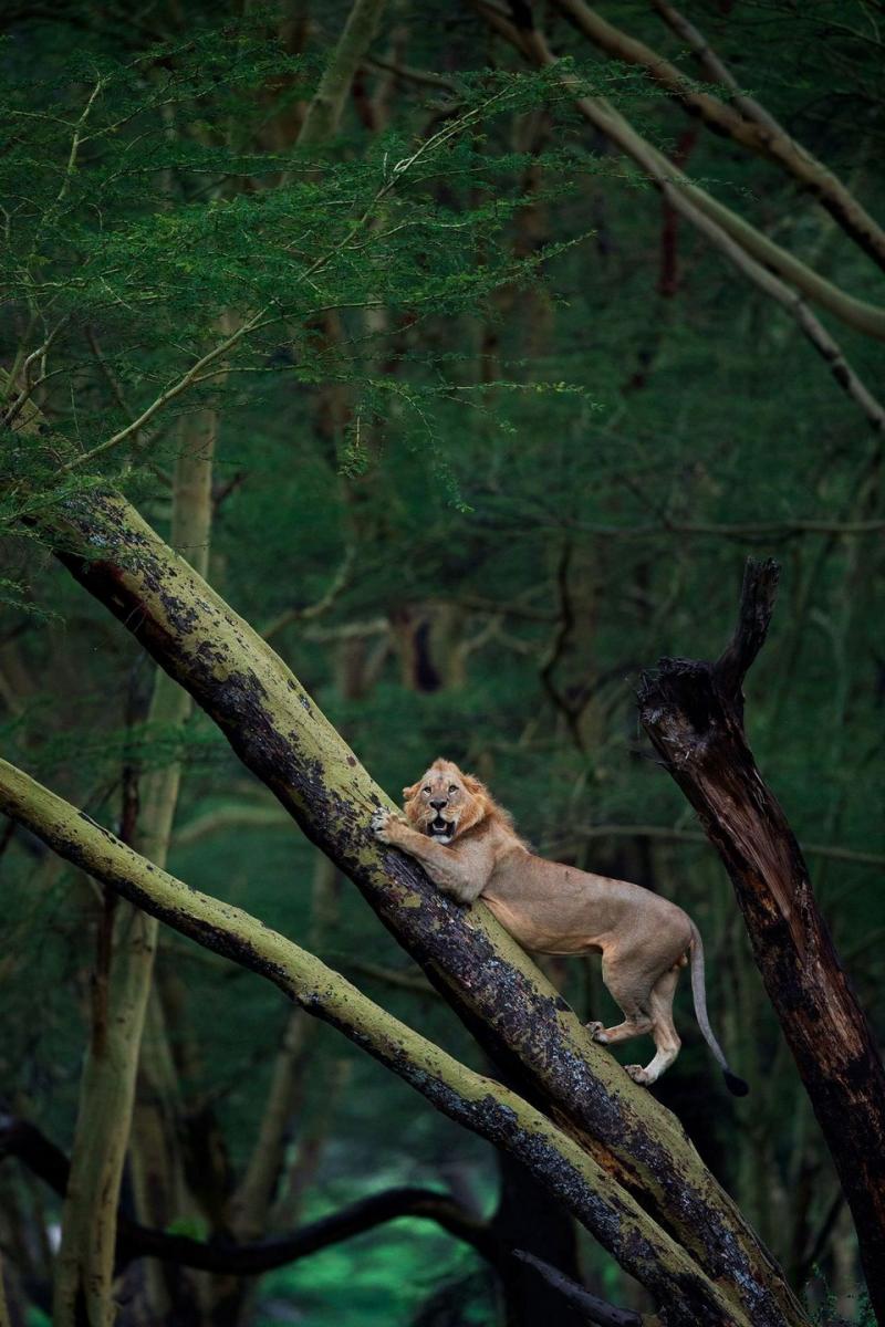 Стадо буйволов загнало льва на дерево