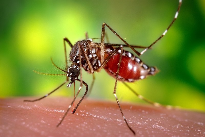 Почему комаров нельзя уничтожить?