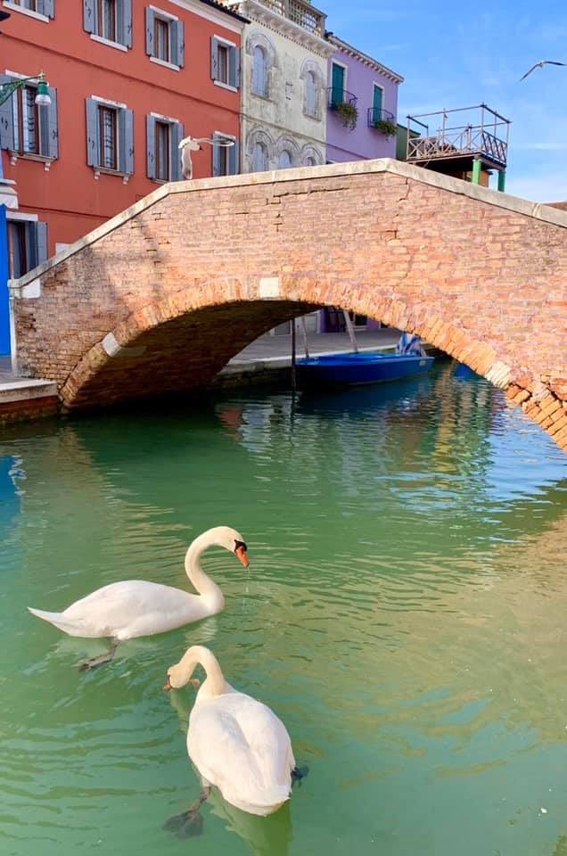 Вот что карантин сделал с водой в Венеции