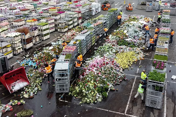 В Нидерландах уничтожают цветы