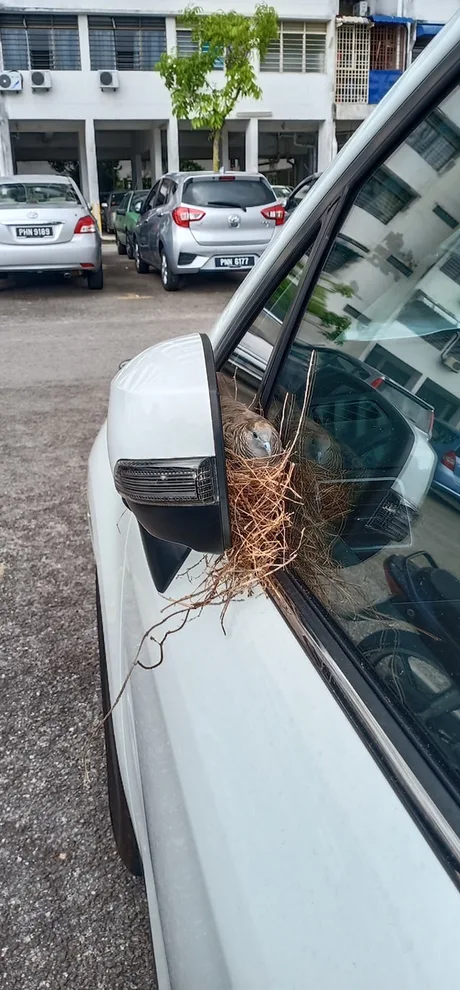 Птичка нашла себе место для гнезда