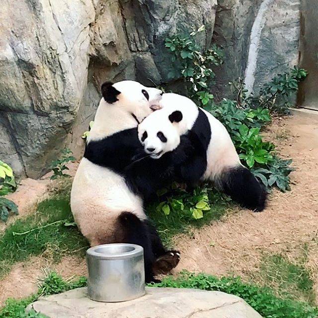 В Гонконге 10 лет пытались свести больших панд. Они спарились после закрытия зоопарка из-за коронавируса