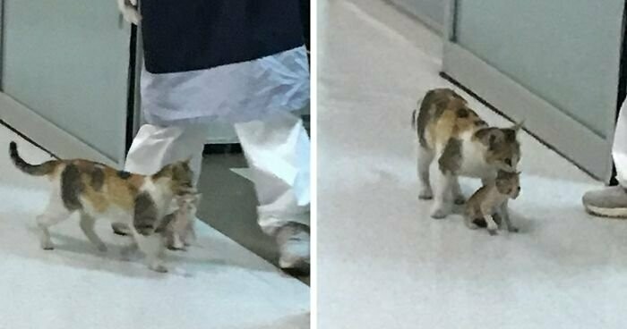 В Стамбуле кошка принесла своего больного котёнка в отделение скорой помощи