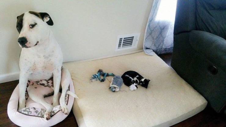 Коты демонстрируют собакам кто в доме хозяин (40 фото)