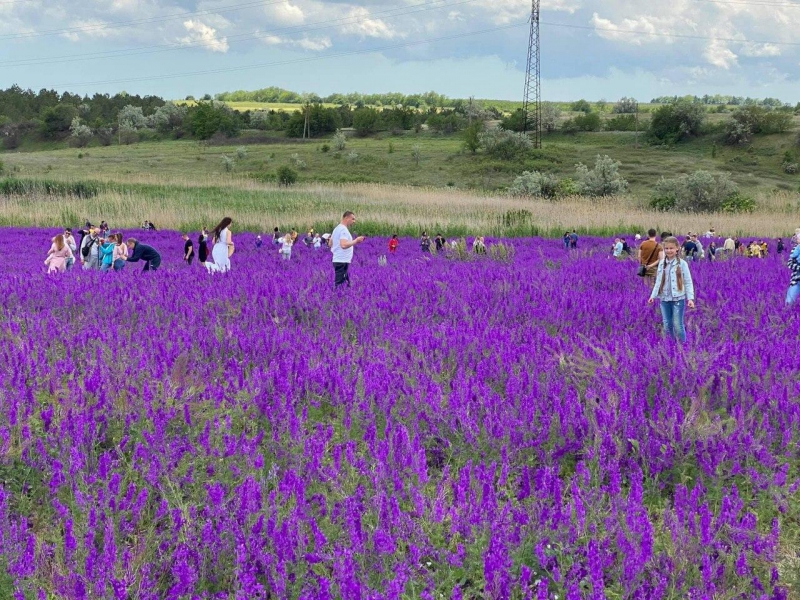 Цветущее поле под Одессой истоптали ради фотосессий