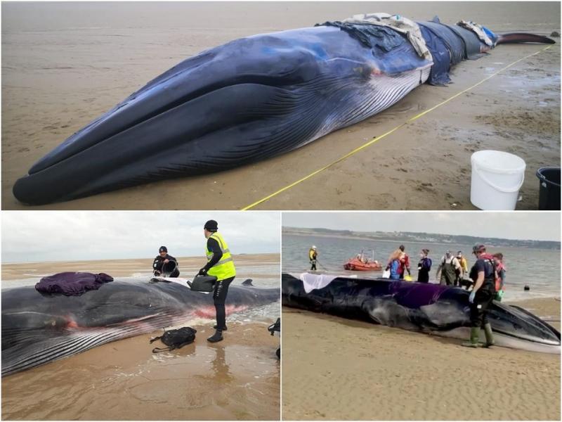 На пляже в Великобритании умер 14-тонный кит, несмотря на все усилия по его спасению