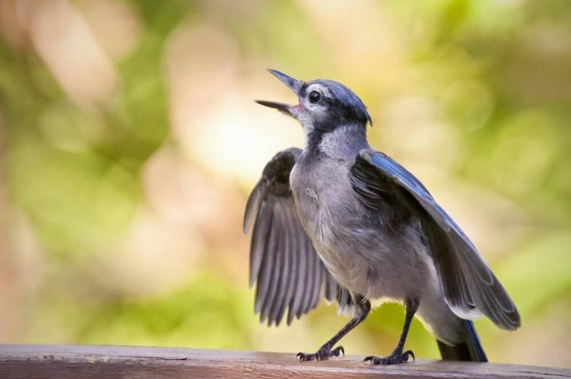 Пение птиц по утрам сравнили с зарядкой у людей