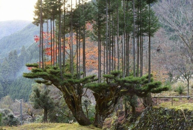 Дайсуги — уникальная японская техника выращивания деревьев