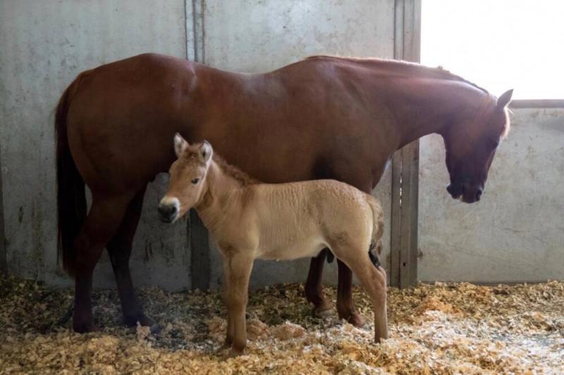 В США успешно клонировали лошадь Пржевальского