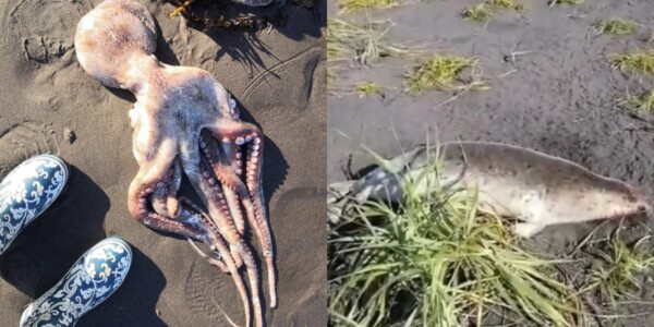 Экологическая катастрофа на Камчатке. На берегу — мёртвые морские животные, сёрферы жалуются на ожоги глаз от воды