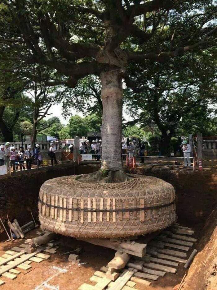 В Японии пересаживают дерево, которое мешает постройке дороги