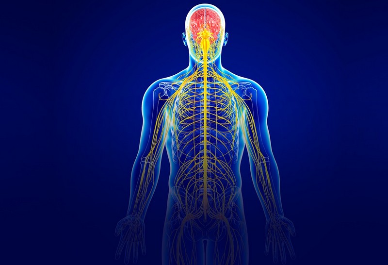 Интересные факты о нервной системе человека
