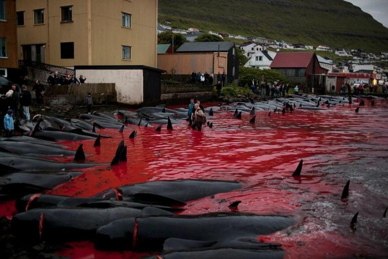 Кровавая традиция: на Фарерских островах убили 60 дельфинов.