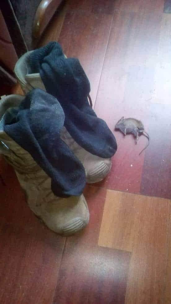Не всякая мышь пробежит мимо моих носков